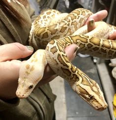 a person holding a large snake in their hand with other snakes around her and one on his arm