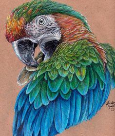 a drawing of a colorful parrot on brown paper