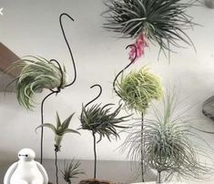 several air plants are arranged on top of each other