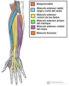 the muscles are labeled in different colors and directions for each individual to see on this page