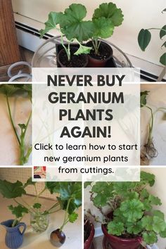 there are many different plants in pots on the counter and below them is a sign that says, never buy geranium plants again click to learn how to start new geranium plants from cuttings