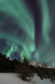 the aurora bore is shining brightly in the night sky over trees and snow covered ground