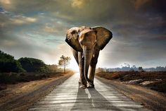 an elephant walking down the middle of a road with trees and clouds in the background