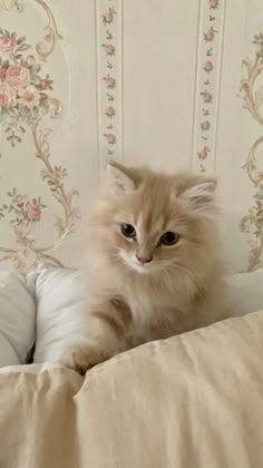 a fluffy cat sitting on top of a bed next to pillows and pillowcases