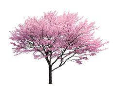 a pink tree with lots of leaves on it's branches, in the white background