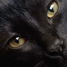 a black cat with yellow eyes looking at the camera