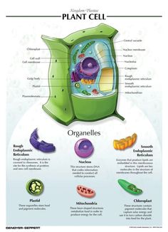 the plant cell is labeled in this diagram