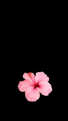 a pink flower on a black background