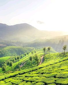 a lush green hillside covered in lots of trees