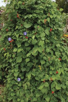 a tall green plant with blue flowers growing on it's side in a garden