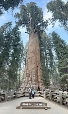 two people standing in front of the base of a giant sequta tree at general sherman state park