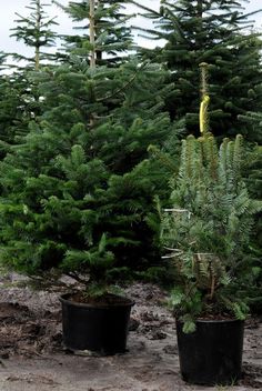 several evergreen trees in black pots on the ground