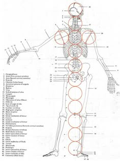 a diagram of the human body and its major structures, including the skeletal system with labels