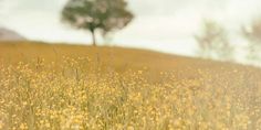 a field full of yellow flowers with a lone tree in the background