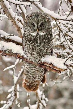 an owl sitting on top of a tree branch covered in snow