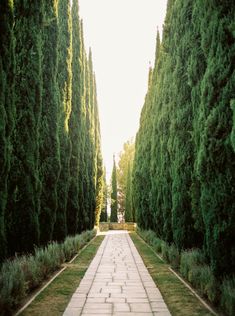 a pathway lined with tall trees leading to a fountain