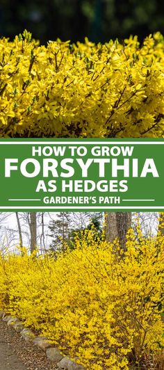 yellow forsyth flowers in the foreground with text overlay how to grow forsythia as hedges