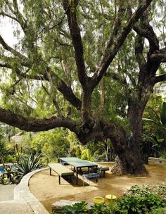 a table and chairs under a large tree