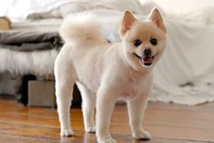 a small white dog standing on top of a hard wood floor