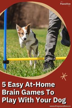 5 Easy At-Home Brain Games To Play With Your Dog