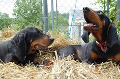 two black and brown dogs laying in hay next to each other on a fenced in area