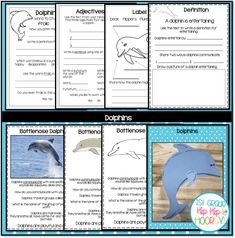 dolphins and dolphins worksheet with dolphin pictures on the bottom right hand corner, which includes