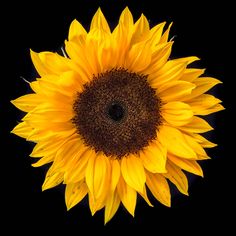 a large yellow sunflower on a black background with the petals still attached to it