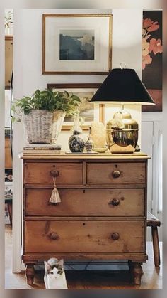 a cat is sitting on the floor in front of a dresser with potted plants