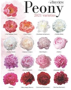 the peony varieties are shown in this poster