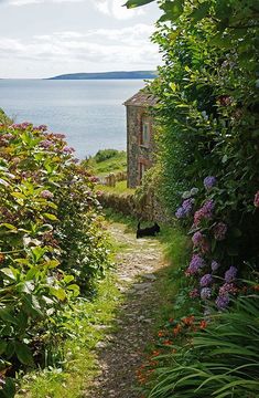 a black cat sitting in the middle of a garden next to a body of water