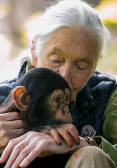 an older woman holding a baby chimpan in her lap and kissing the cheek of another chimpan