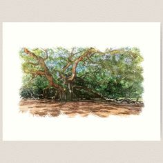 Lightly textured 100% cotton paper. Gallery quality vibrant prints with white border for easy framing. Multiple standard sizes offered. Additional sizes are available. ***The Angel Oak***This beautiful image captures the essence of the majestic Angel Oak tree on Johns Island in Charleston, South Carolina. This image showcases the intricate details of the awesome Southern Live Oak tree and the surrounding forest, including the ferns and moss that grows on its winding branches. Created by artist a Southern Live Oak Tree, Southern Live Oak, Angel Oak Tree, Angel Oak Trees, Live Oak Tree, South Carolina Art, Angel Oak, God Artwork, Live Oak Trees