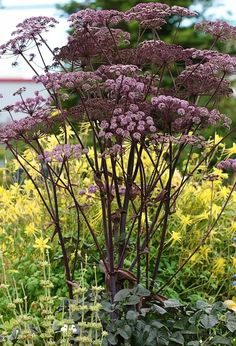 purple flowers are growing in the garden next to some yellow and green plants with long, thin stems