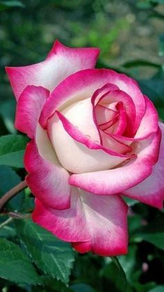 a pink and white rose is blooming in the garden with green leaves around it