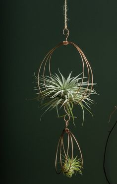 an air plant hanging from a wire in front of a green wall with two plants