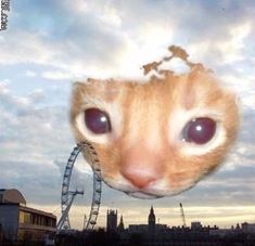 an orange cat is looking at the camera with big eyes and a ferris wheel in the background