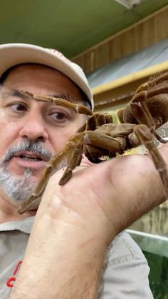 a man holding up a large spider in his hands