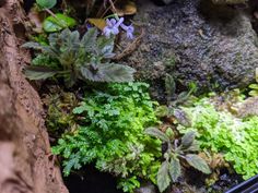 some plants are growing out of the rocks