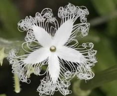 a white flower that is on some kind of plant