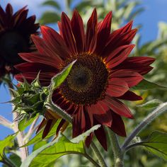 a large red sunflower standing in front of some green leaves on a sunny day