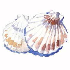 two seashells are shown on a white background