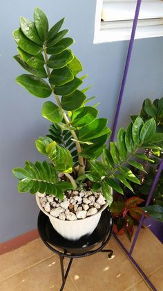 a potted plant sitting on top of a table