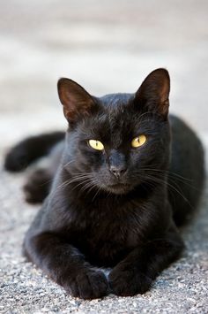 a black cat with yellow eyes laying on the ground