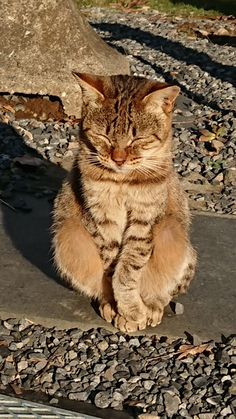 a cat sitting on the ground with its eyes closed