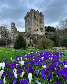 purple and white flowers in front of an old castle