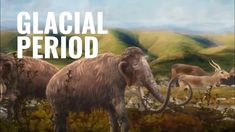 an image of some animals that are in the grass with words reading glacial period