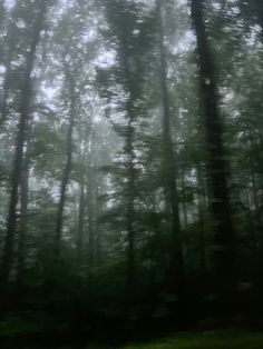 the trees are very tall and green in the foggy forest, with only one tree visible