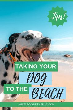 a dalmatian dog on the beach with its mouth open and it's tongue out