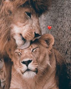 two lions cuddle together in front of a stone wall with snow falling on them