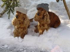 two dogs sitting in the snow wearing hats